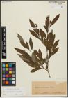 Foto von Salix appendiculata Vill. x Salix purpurea L.